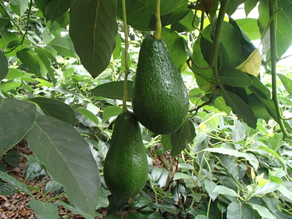 松山産「アボカド」が旬の時期を迎えています | マルっと まつやま