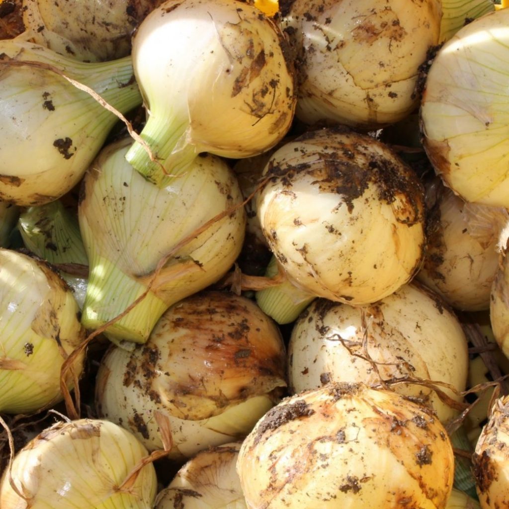 たまねぎ 熊本県津奈木町の「たまねぎ大騒ぎ」へ行ってきました！ | 豊洲市場