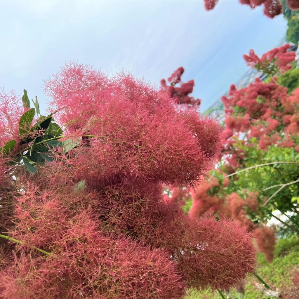 スモークツリー」を紹介！ | マルっと まつやま