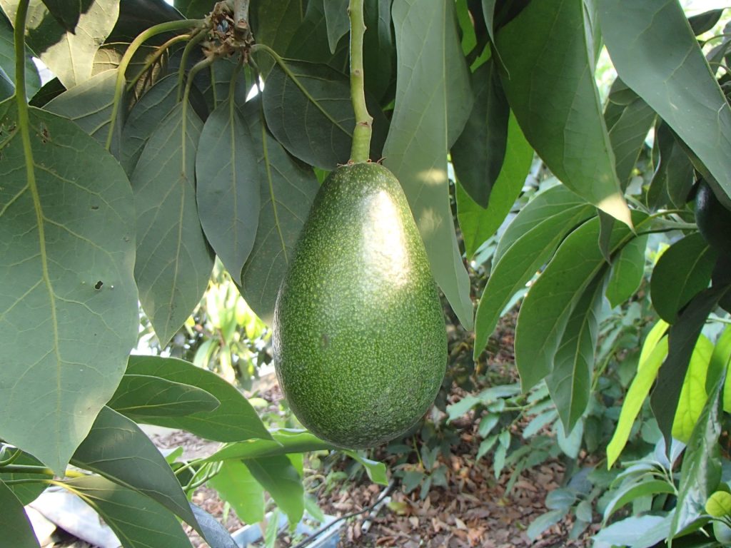 松山アボカド | 農林水産物の紹介 | マルっと まつやま