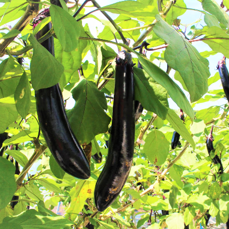 松山長なす』が旬を迎えています！ | マルっと まつやま