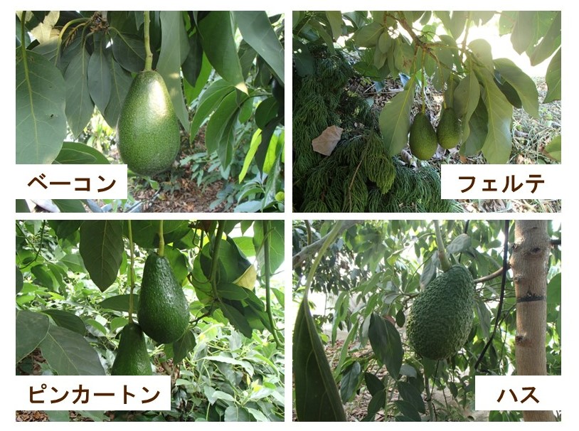 まつやま農林水産物ブランド「松山アボカド」を紹介！ | マルっと まつやま