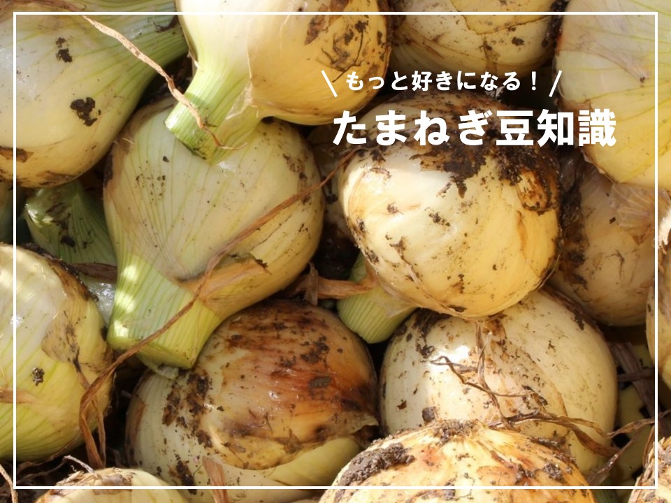 たまねぎの豆知識 | マルっと まつやま