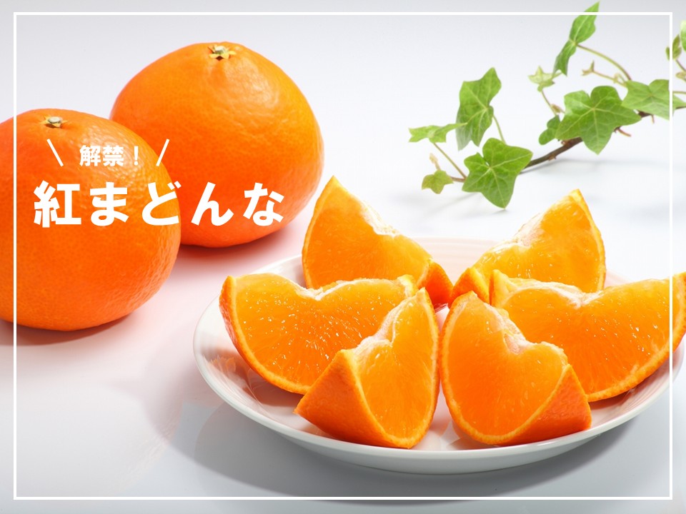 紅まどんな」来週解禁！ | マルっと まつやま